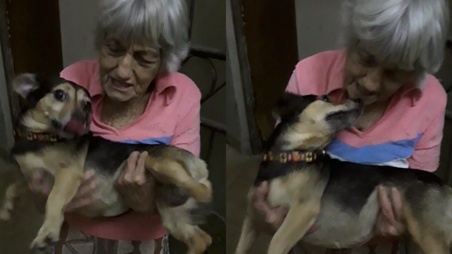 Piden donaciones para abuela cubana que ampara a 38 perros y una decena de gatos