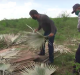 Autoridades cubanas decomisan 30 toneladas de acero escondidas en un campo de Las Tunas