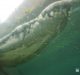 Autoridades de Holguín confirman la presencia de cocodrilos en el río Sagua