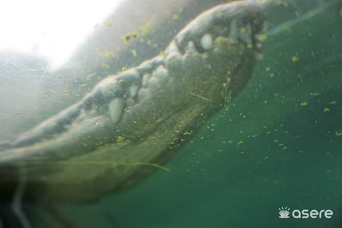 Autoridades de Holguín confirman la presencia de cocodrilos en el río Sagua