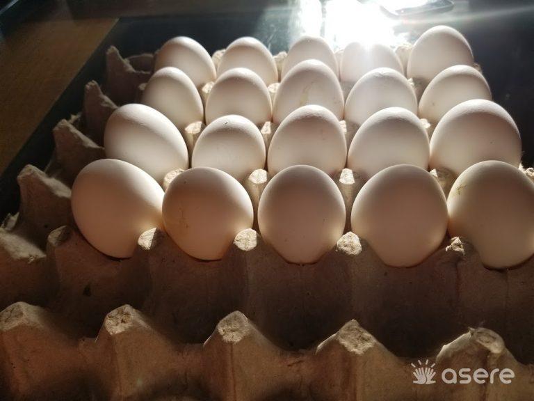 Vaya precio: MINCIN anuncia la venta de huevo a 50 CUP cada uno
