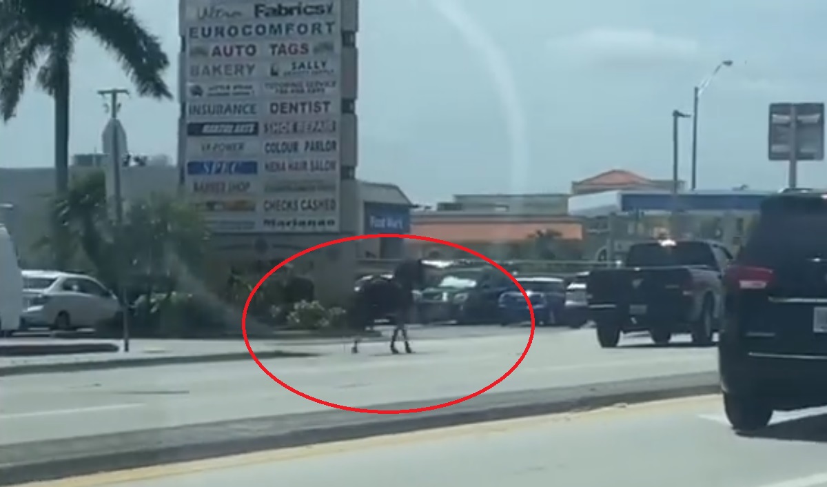 Caballo fuera de control provoca persecución policial en Miami