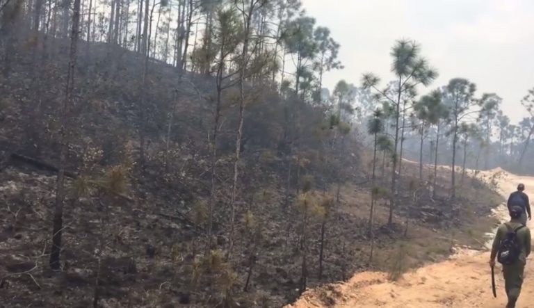 El peor incendio del año ha consumido 400 hectáreas de bosque en Pinar del Río