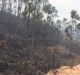 Autoridades controlan incendio forestal en Pinar del Río tras casi una semana