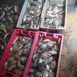 Cajas de pescado en Mayabeque. Imagen de referencia (Foto © Pedro Luis González Acevedo-Facebook)