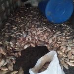 Denuncian que varias toneladas de pescado se pudrieron en Bejucal