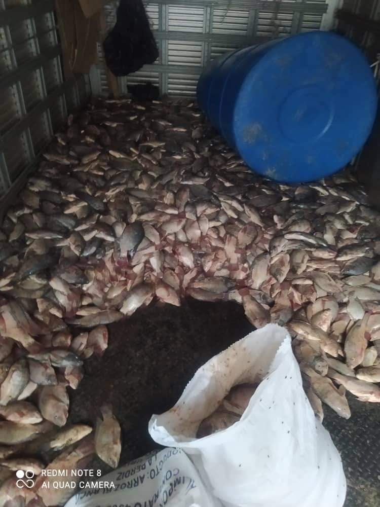 Denuncian que varias toneladas de pescado se pudrieron en Bejucal