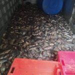 Denuncian que varias toneladas de pescado se pudrieron en Bejucal