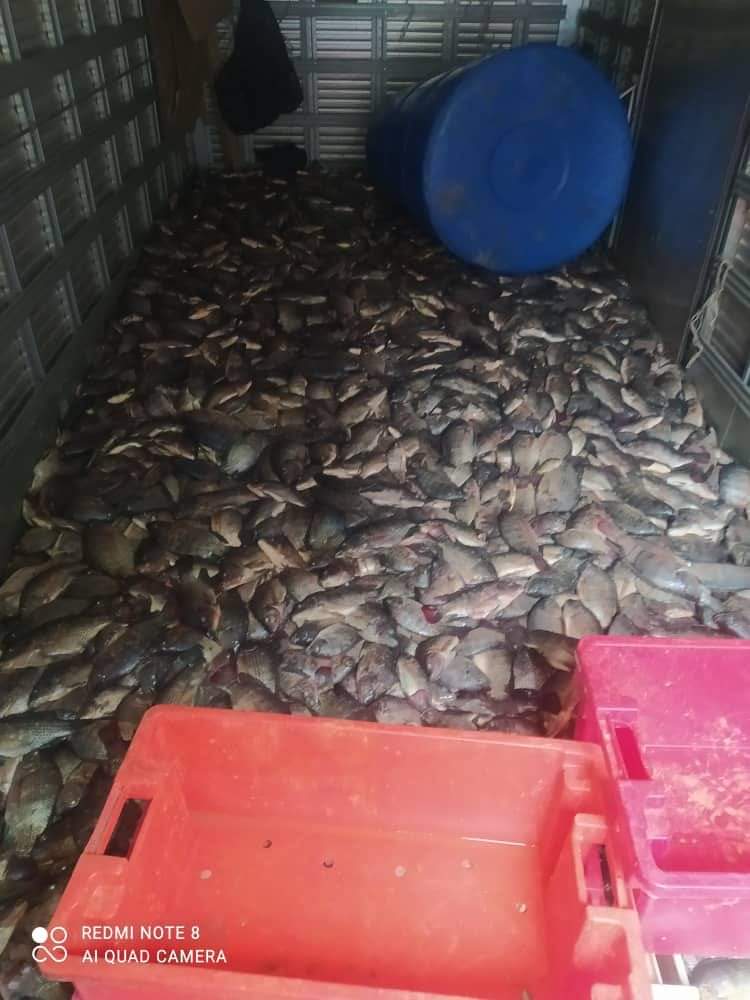 Denuncian que varias toneladas de pescado se pudrieron en Bejucal