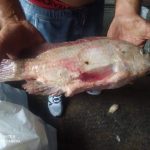Denuncian que varias toneladas de pescado se pudrieron en Bejucal