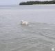 Guardia Costera repatría a 62 balseros cubanos y a un perro de regreso a la Isla