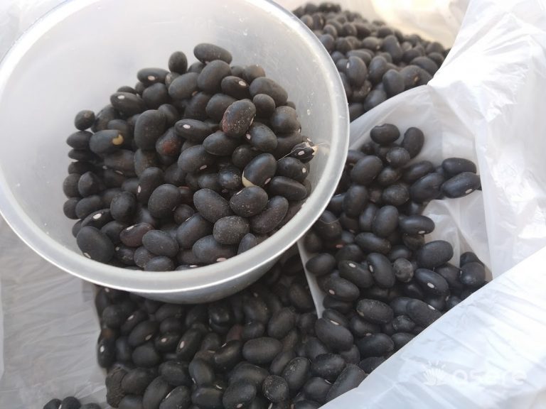 Se reanuda la venta de frijol a través de la libreta, pero limitada y a casi 200 CUP