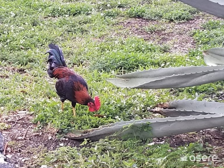 Denuncia de pelea ilegal de gallos en Miami-Dade termina con 42 detenidos