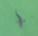 Pescadores encuentran restos de una persona dentro de unos tiburones en Argentina
