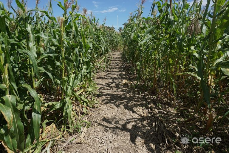 Cuba “presta” sus tierras a Vietnam mientras los cubanos están sin comida