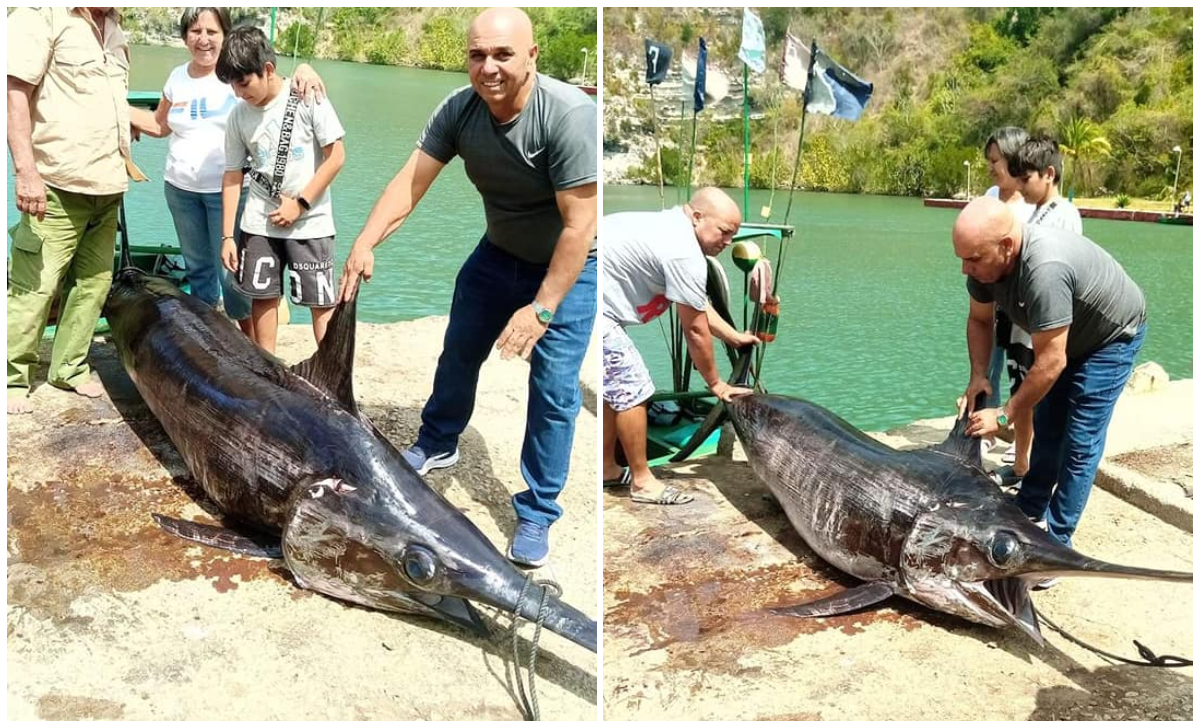 Pescadores de Matanzas capturaron un pez espada de casi 200 kilos