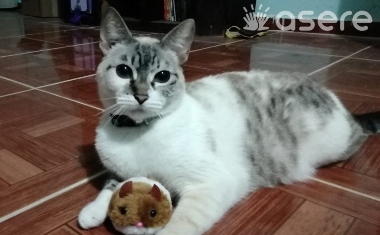 ¿Pueden los beneficiarios del parole humanitario entrar a EEUU con mascotas?