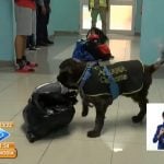 Perros de la Aduana de Cuba. (Captura de pantalla © Canal Caribe-Youtube)