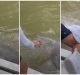 Pescador fue atacado por un tiburón en los Everglades