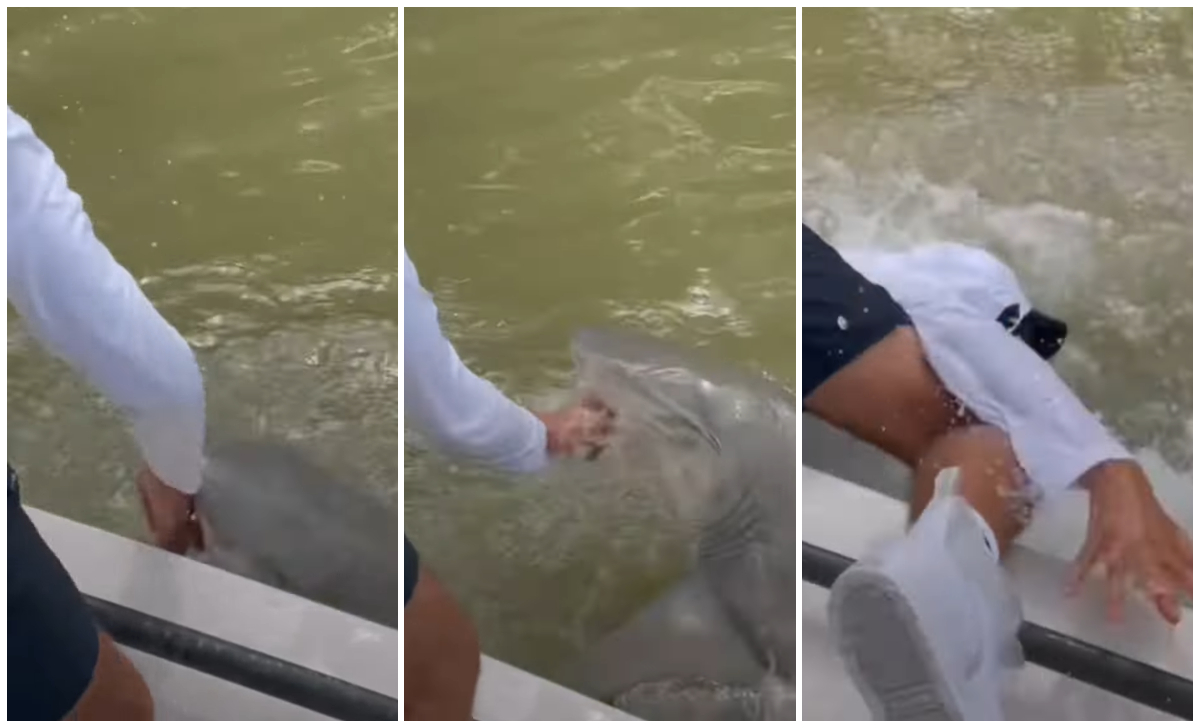 Pescador fue atacado por un tiburón en los Everglades