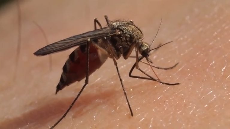 Medicamento cubano promete frenar las peores secuelas del chikungunya