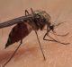 El incremento casos de dengue enciende las alarmas en Guantánamo CB24-YouTube