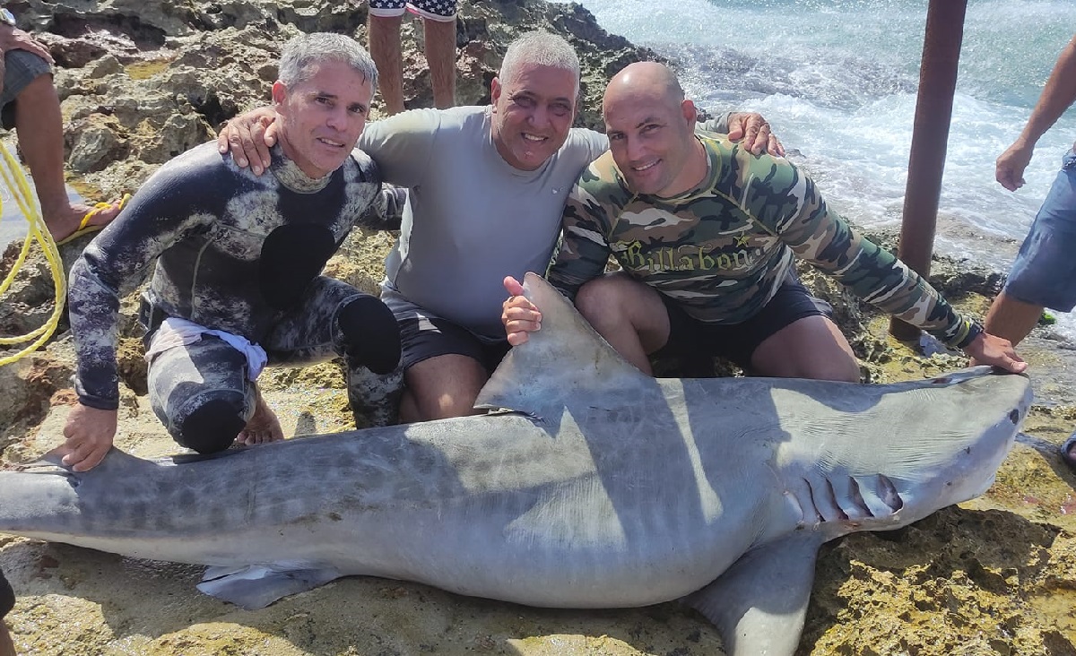 Pescadores cubanos capturaron un tiburón tigre en Mayabeque. (Foto: Damian Tome-Facebook)