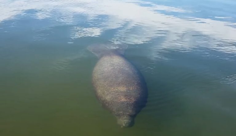 ¿Cómo han sobrevivido los manatíes a las nevadas en Florida?