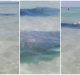 Grupo de manatíes nada entre bañistas de Miami Beach