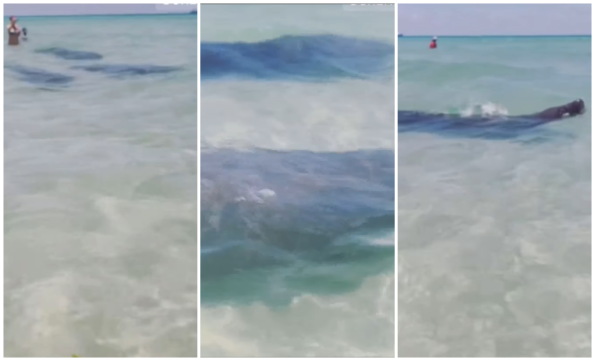 Grupo de manatíes nada entre bañistas de Miami Beach