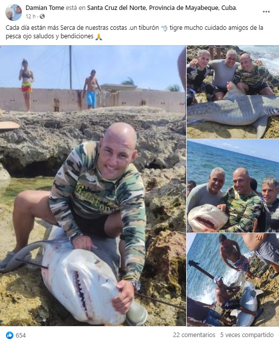 Pescadores cubanos capturaron un tiburón tigre en Mayabeque. (Captura: Damian Tome-Facebook)