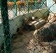 Varios animales del zoológico de Camagüey murieron tras las fuertes lluvias