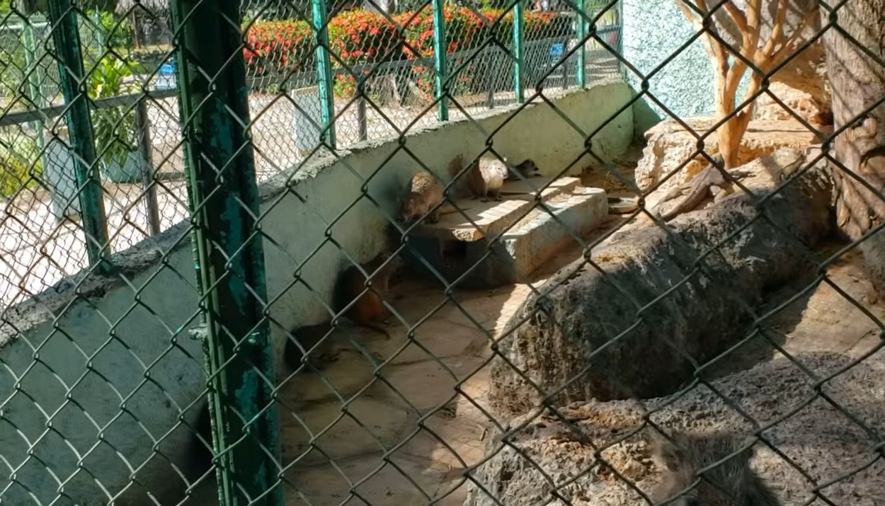 Varios animales del zoológico de Camagüey murieron tras las fuertes lluvias