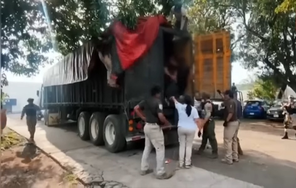 Las autoridades llevaron a cabo dos operativos separados, los cuales resultaron en la detención de más de 300 indocumentados