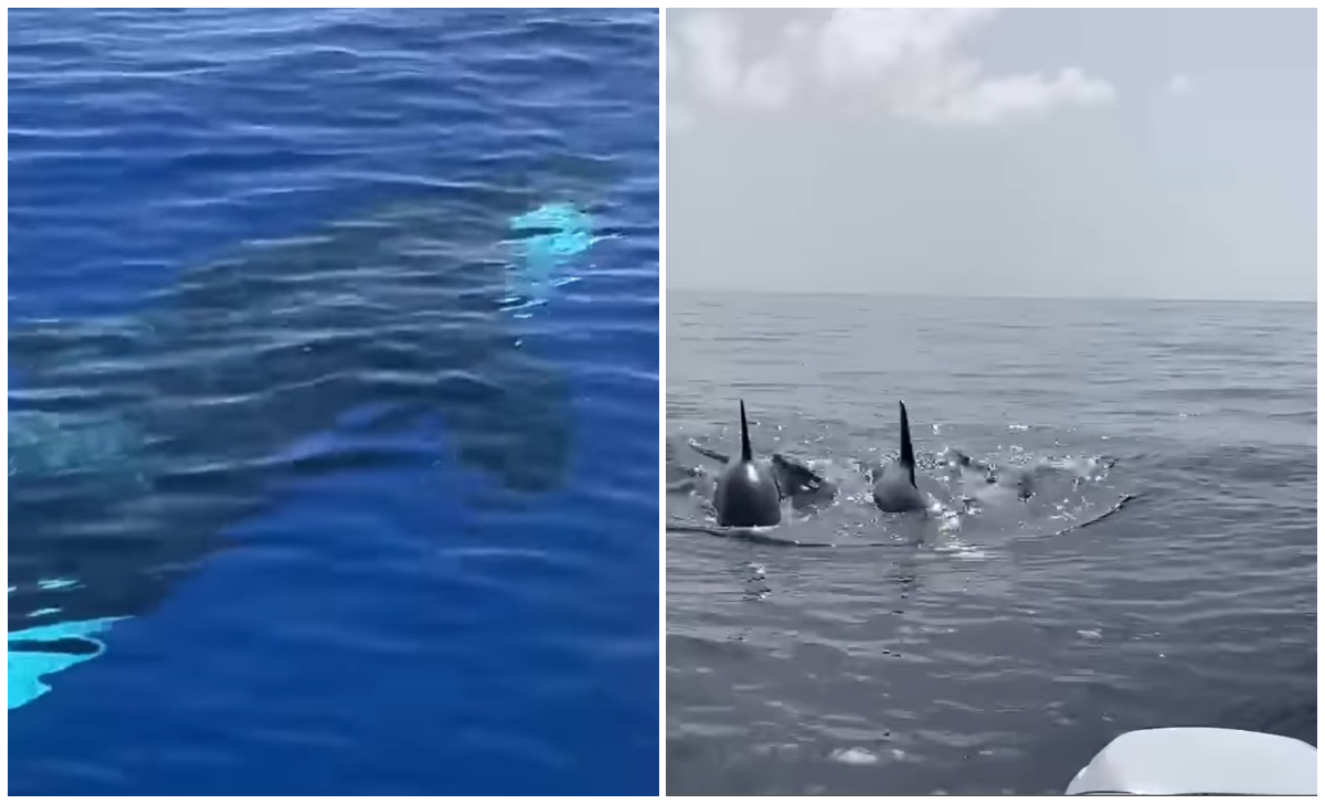 Florida: pescadores graban a un grupo de orcas cerca de Cayo Hueso
