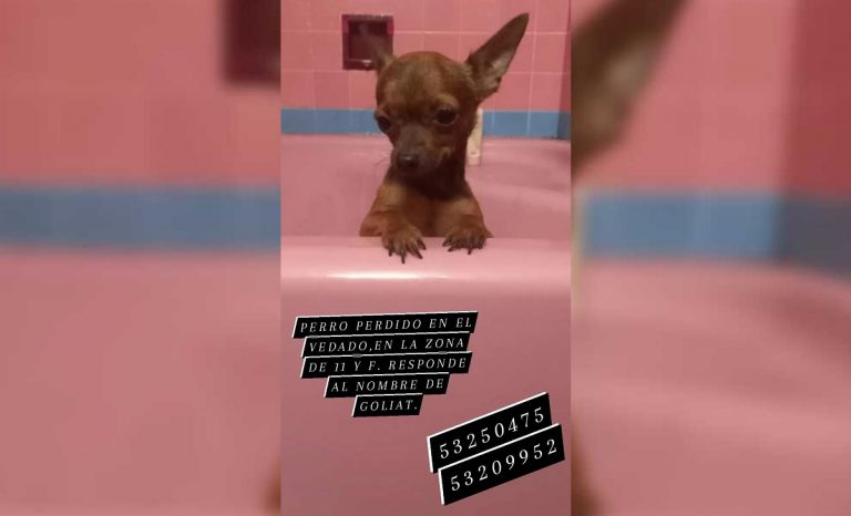 Esposa del espía cubano René González ofrece 20.000 CUP de recompensa por encontrar a su perro perdido