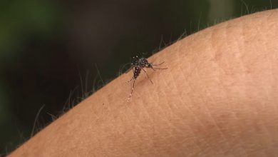 Florida reporta aumento en contagios de dengue, muchos importados desde Cuba
