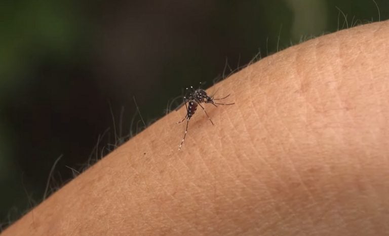 Florida tuvo más de 500 casos de dengue y chikungunya importados de Cuba