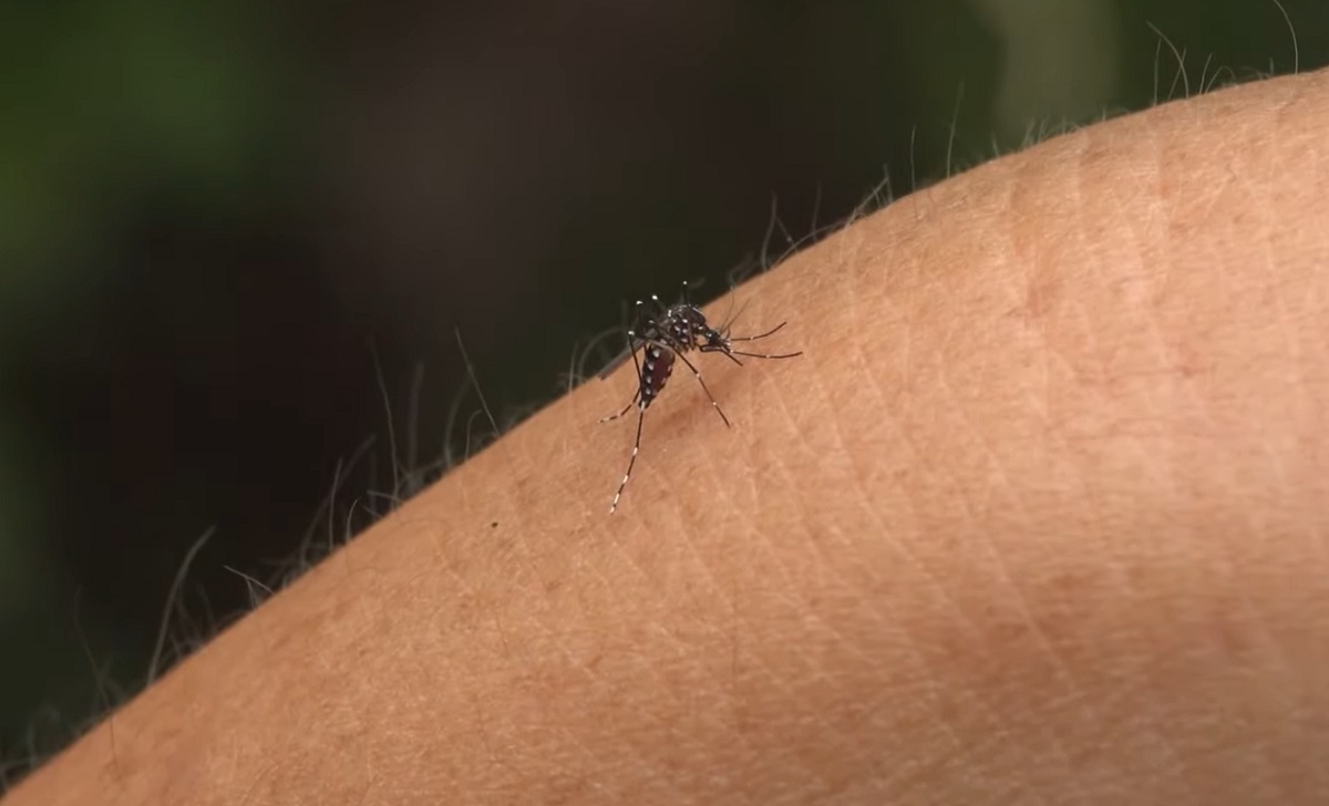 Mosquito portador del dengue. (Captura de pantalla © MDFIDF-Youtube)