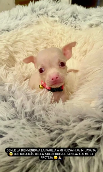 Perrito de Yomil. (Captura de pantalla. stories Instagram)