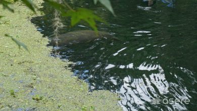 “Se lo van a comer”: avistan manatí en el río Almendares y las redes explotan