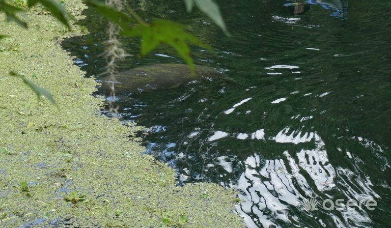 “Se lo van a comer”: avistan un manatí en el río Almendares y las redes explotan