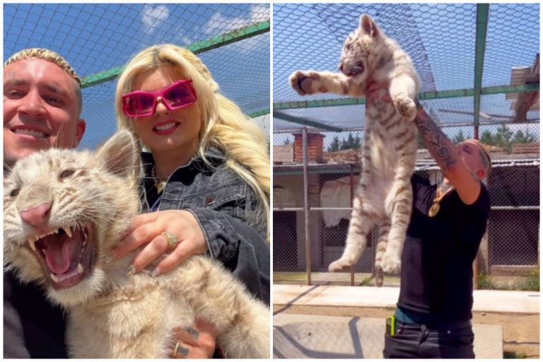 ¡Al extremo! Osmani García y su esposa Laura conviven con felinos salvajes en México