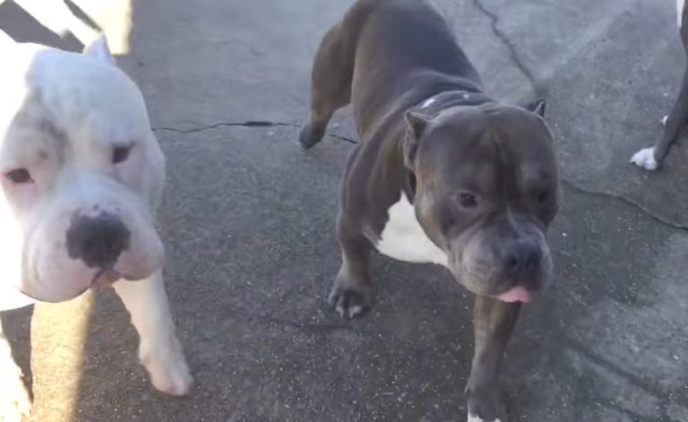 Nueva ley en Florida permite tener perros de la raza Pitbull como mascotas