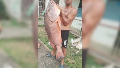 Cubera gigante atrapada en Mayarí. (Foto © Jeissy Borrell Gamez-Facebook)