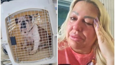 La Diosa y su perrito que viajaba de Cuba a EEUU. (Captura de pantalla © Diosacuba- Instagram)