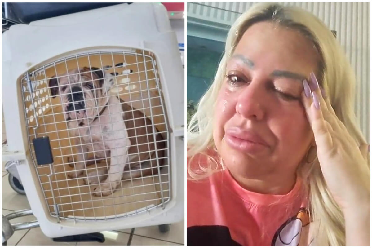 La Diosa y su perrito que viajaba de Cuba a EEUU. (Captura de pantalla © Diosacuba- Instagram)