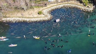 Los animales intentan escapar del frío cada año. (Captura de pantalla © Southwest Florida Water Management District-Facebook)