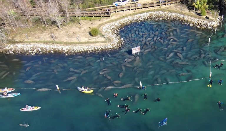 Cientos de manatíes se reúnen en Florida para escapar del frío