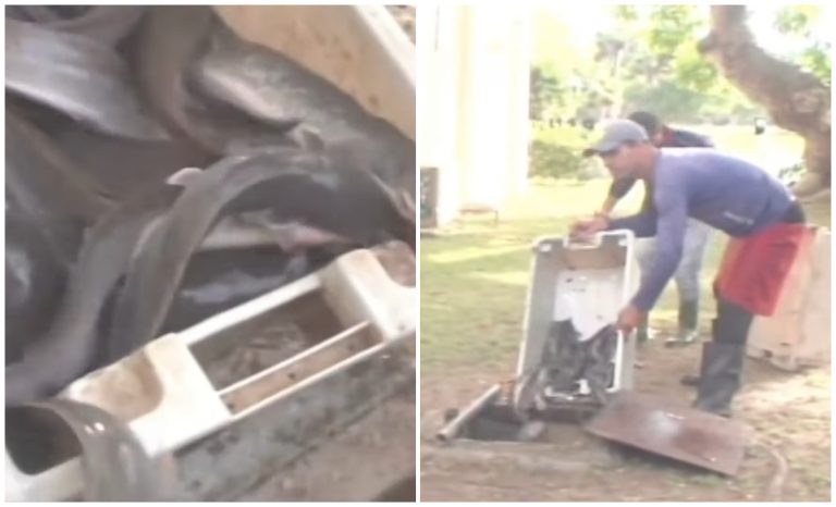 ¿Claria para los turistas?: inicia la cría de este pescado en la cisterna de un hotel